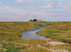 Salzwiese